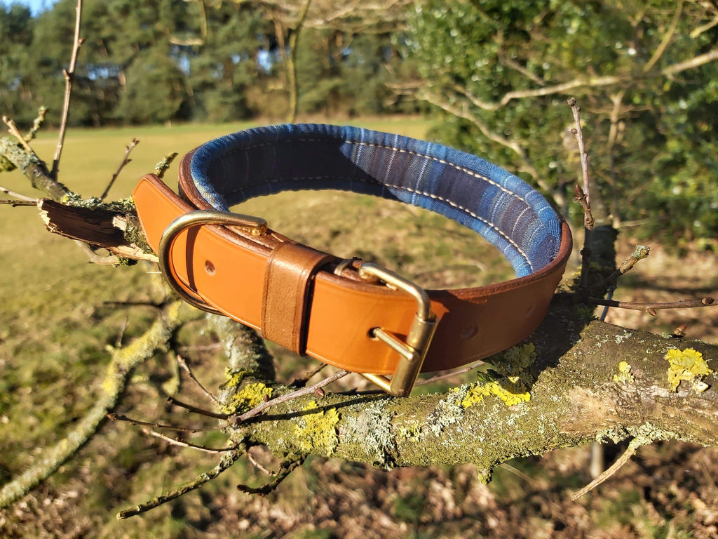 3 inch 2025 dog collar